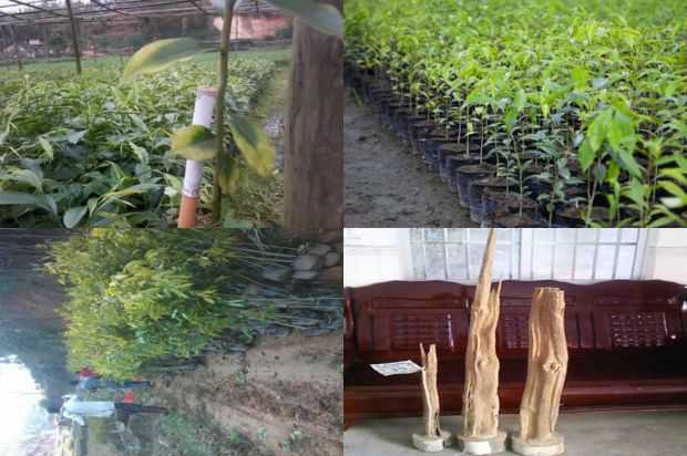 沉香树:沉香树的培养技术_no.94