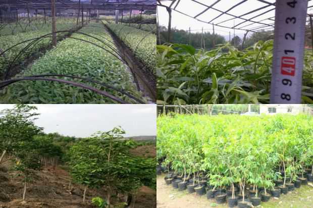 沉香树:美国沉香树病病原繁殖技术研究_no.96