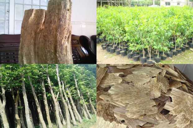 奇楠沉香树:婆婆有一颗绉沉香树的心脏_no.99